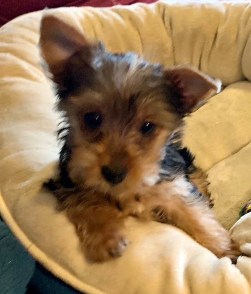 Yorkie female puppy