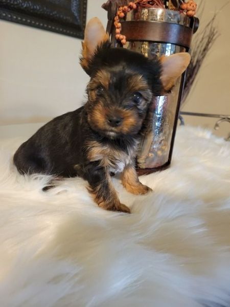 Xmachine x Yorkshire Terriers ready