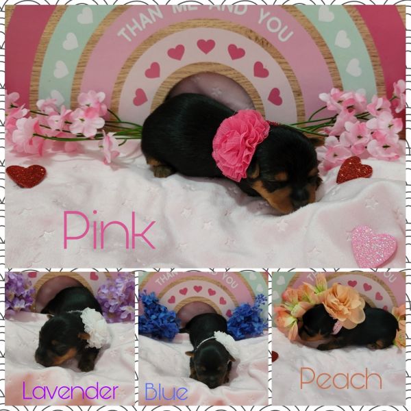 Yorkie Puppies