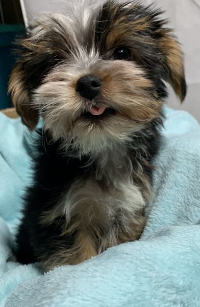 Parti Yorkie Male