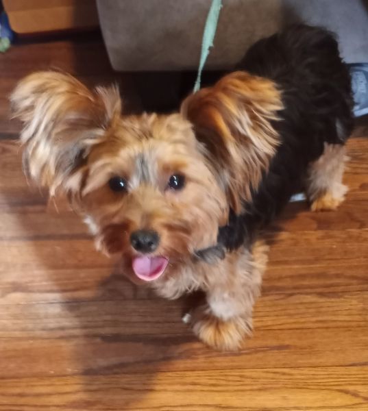 Yorkie needs new home