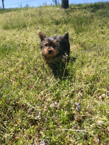 Female yorkie