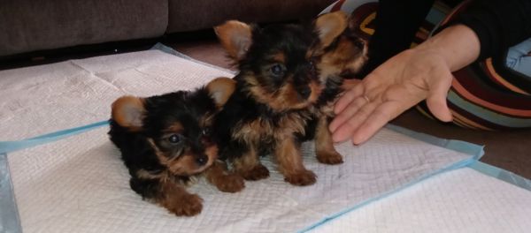 3 tea cup 9 week old yorkies