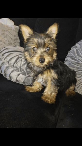 Female yorkie
