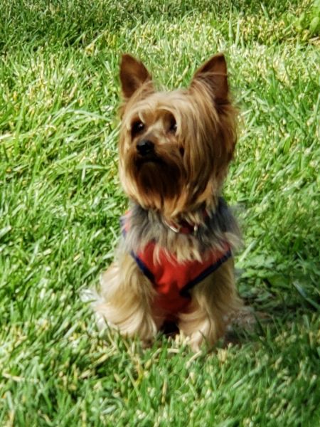 CKC Registered Yorkie Puppies