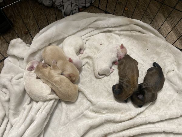 Chit-zu and yorkie mixed puppies