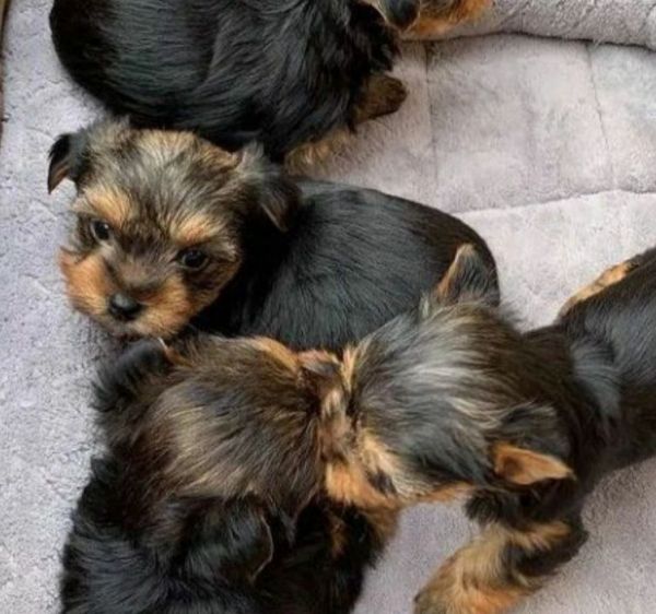 Happytail Yorkie puppies