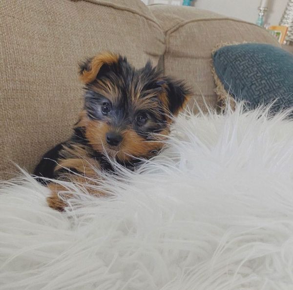 Beautiful Yorkie puppies Text or WhatsApp at.... +1(5***) ***4-36***