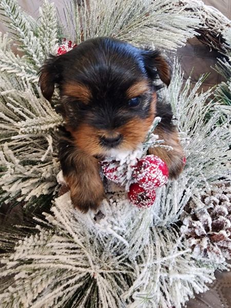 YORKSHIRE TERRIER PUPPIES!!!