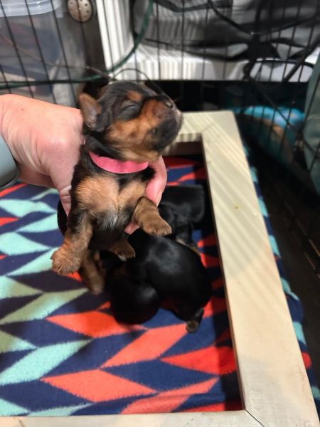 Yorkie Puppies