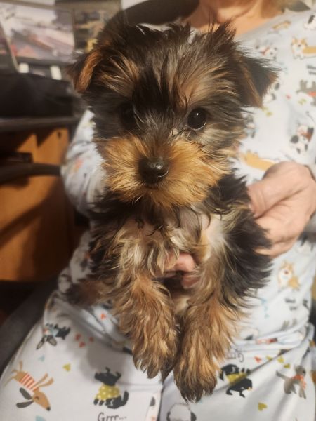 Purebred male yorkie puppies!!