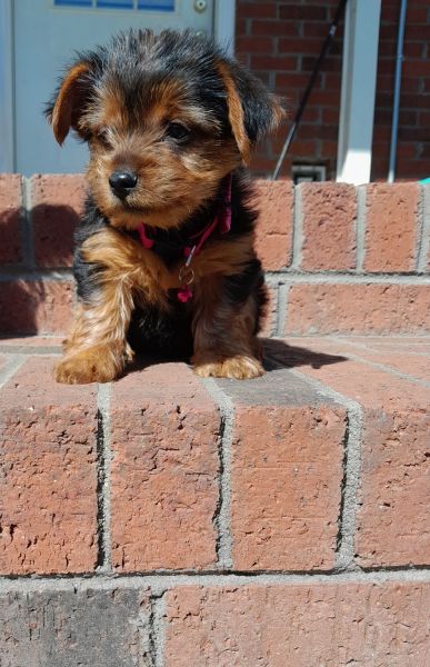 Yorkie female