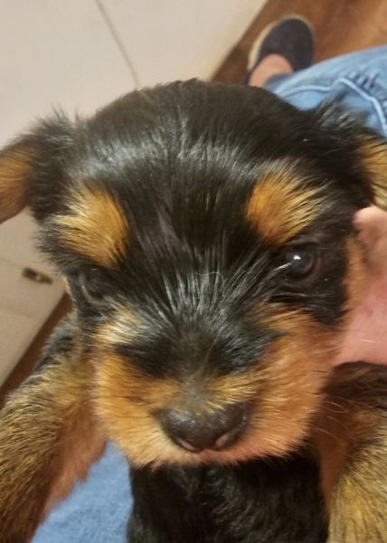 Male Yorkie For Sale