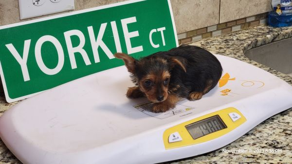 Female yorkie ready now