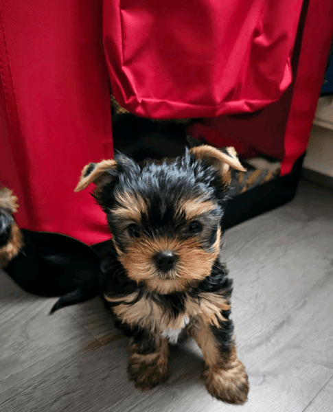 YORKSHIRE TERRIER KC.REG.PEDIGREE