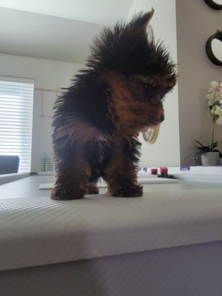 Yorkie babies
