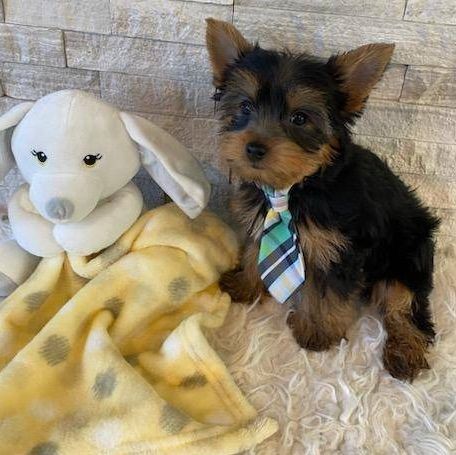 Quality Yorkshire Terrier puppies