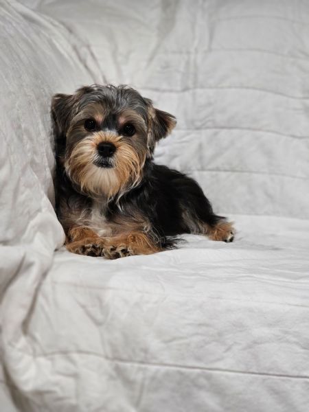 Yorkie pups