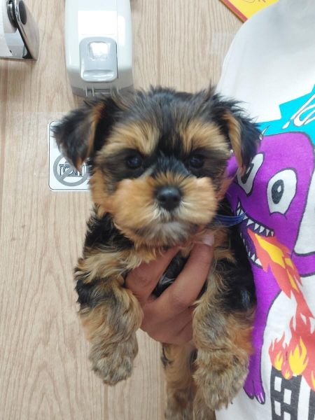 Little Female Yorkshire Terrier puppy