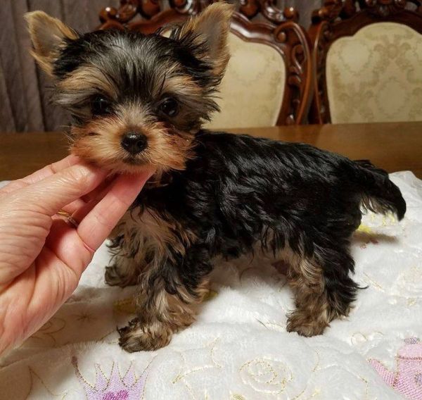 Marvelous Yorkie Puppies For Adoption