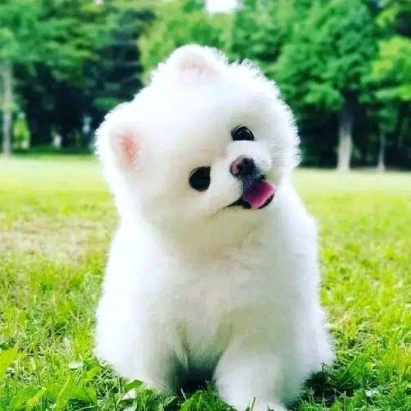 Yorkshire puppies for sale