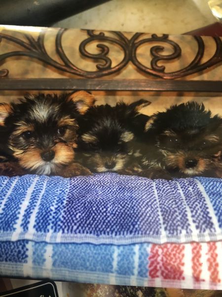 3 little trouble makers