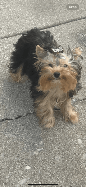 Male yorkie
