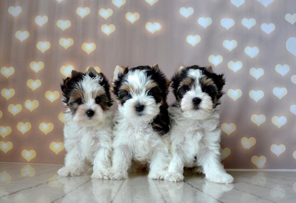 Teacup Biewer Yorkies For Sale