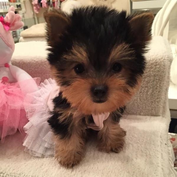 Male and female Yorkshire puppies 14 weeks old