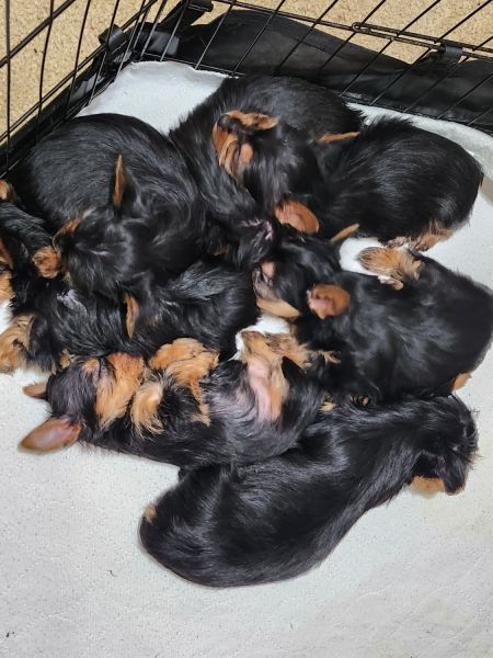 AKC Yorkshire terrier pups