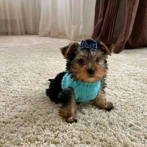 Outstanding Yorkshire terrier