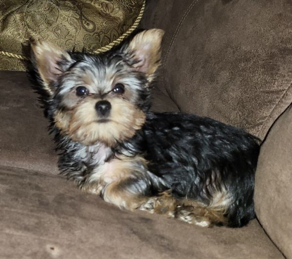 Yorkshire Terrier Puppy