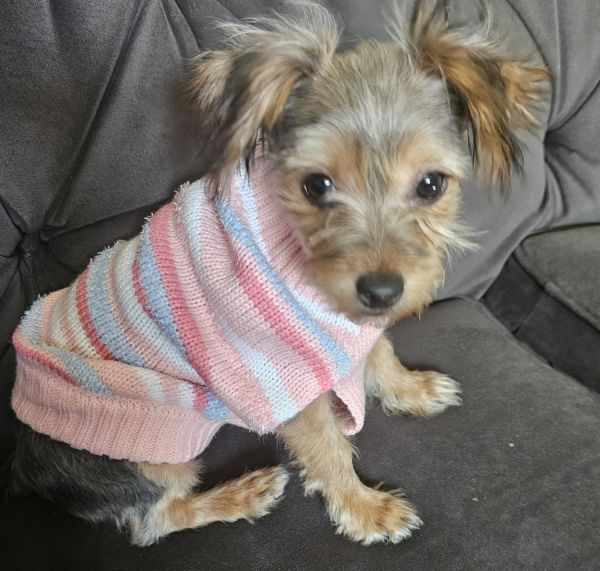 Yorkie terrier