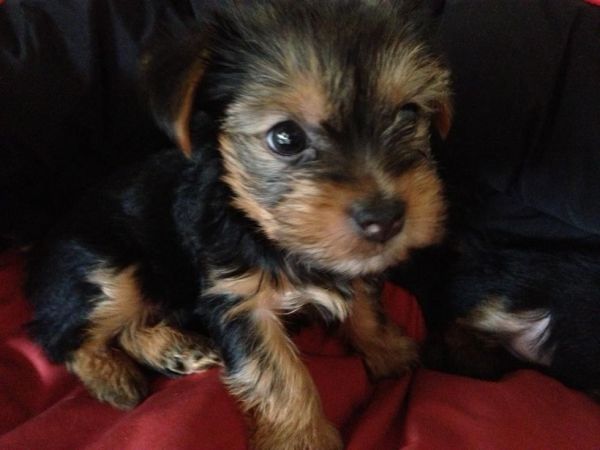M/f Yorkie Terriers Puppies For Sale