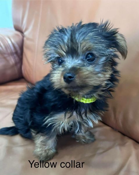 Mini Yourkshire terrier