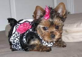 Purebred Yorkie Puppies