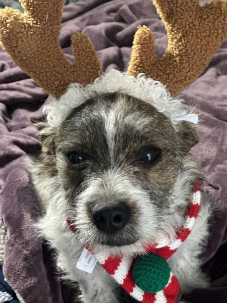 Yorkie/ frenchie mix