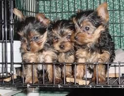 !!free Tea --cup --y.o.k.i.e Puppies***