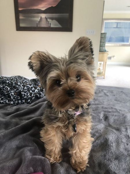 Adorable Baby Dollface Toy Yorkie