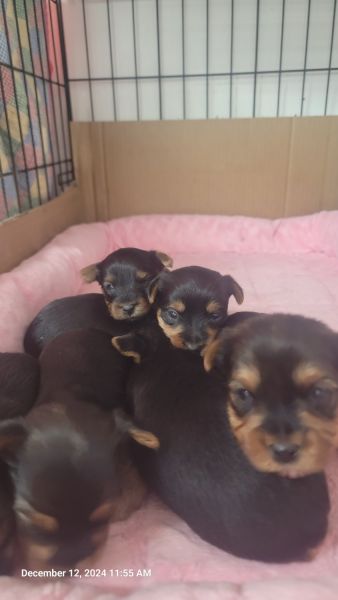 TEACUP YORKIES