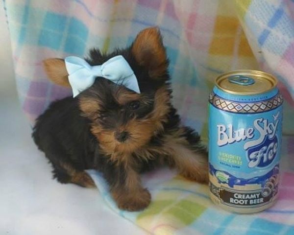Free Potty Trained Teacup Yorkie Puppies