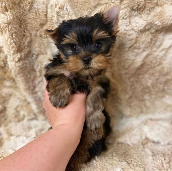 Adorable Toy Yorkie puppies