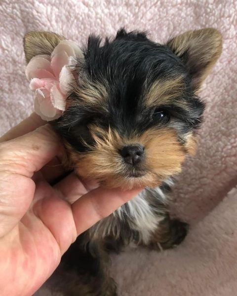 TOY YORKIE PUPPIES