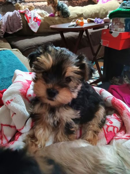 Yorkie puppies