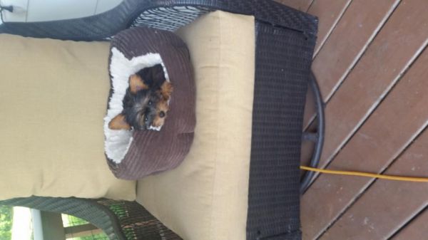 Female Yorkies Available Now