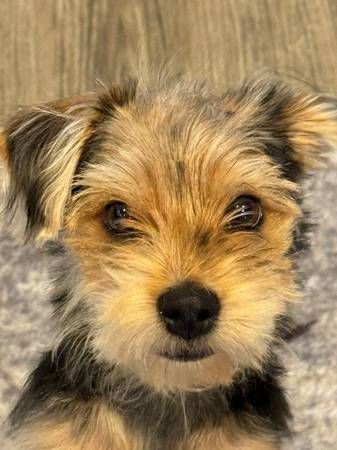 Yorkshire Terrier for sale/rehome