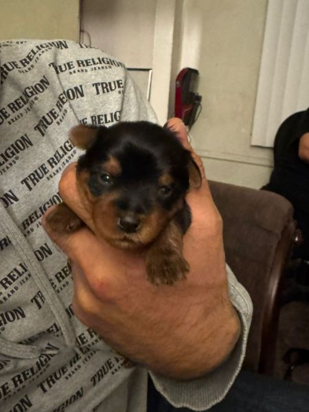 Teacup yorkie male