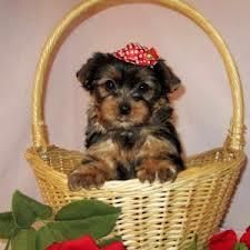 Teacup Yorkie Puppies for Adoption