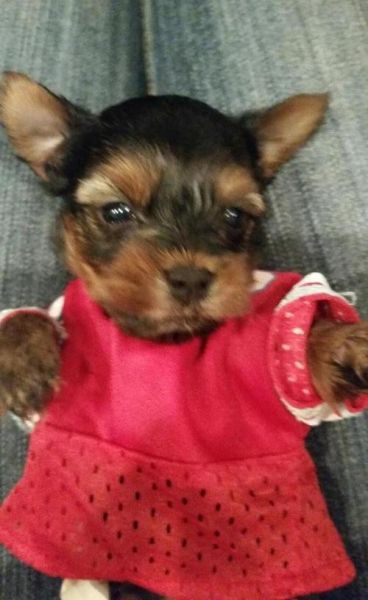 Gorgeous Tiny Yorkie Puppies Text : (***) ***-***0