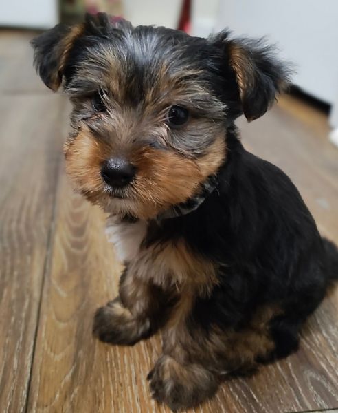 Wally Brownie Brown and Estrella